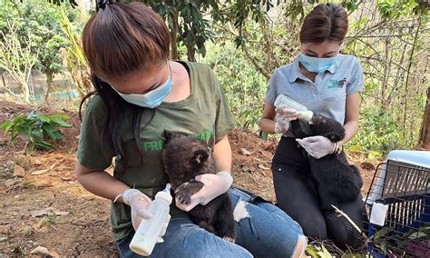 16 moon bear cubs doing well after Laos rescue, wildlife group says