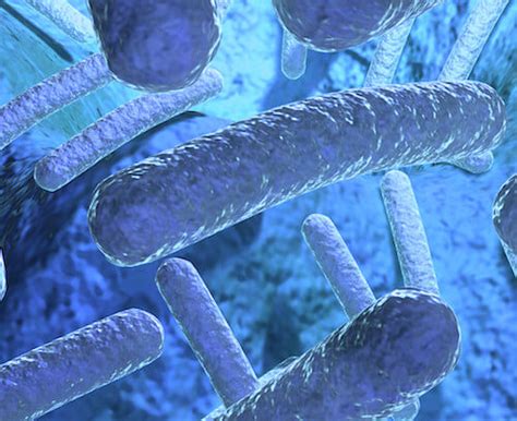 Antibiotic Resistant Shigella Facts