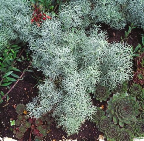 Artemisia Canescens P9