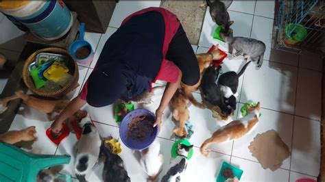 Sharinghappiness Kucing Terancam Kelaparan Dan Kembali Di Jalanan