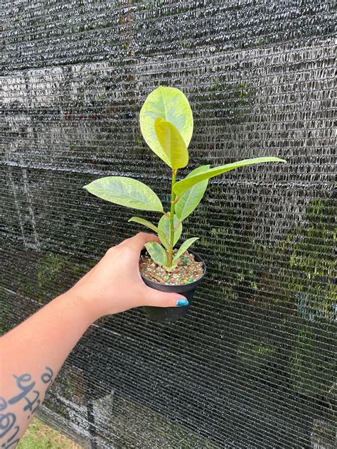 4” Ficus Shivereana Moonshine – Good Plantkeeping