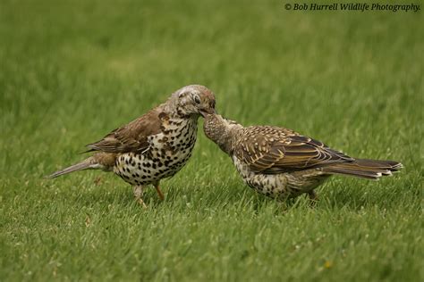 Mistle Thrush Feeding Juvenile Drumguish Scotland Bob Hurrell