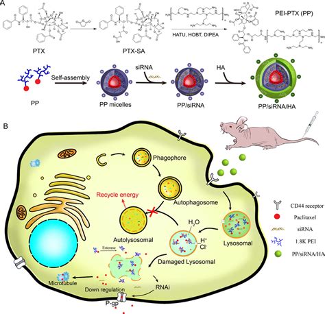 Schematic Illustration Displayed The Strategy Of Sirna Ptx Co Delivery Download Scientific