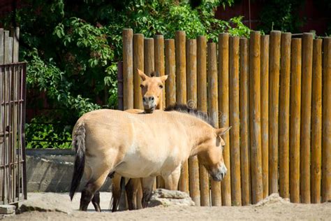 Przewalski horse stock image. Image of endanger, countryside - 215839089