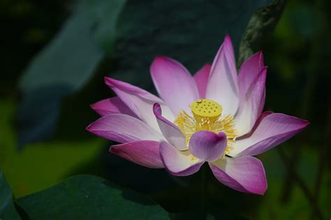 Flower Lotus Petals - Free photo on Pixabay