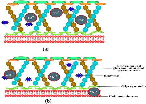 Schematic Representation For Nanoparticle Mycosynthesis In Fungal Wall