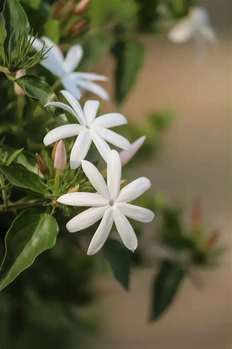 Bringing Fragrance Indoors: A Guide to Growing Jasmine Plants in Your ...