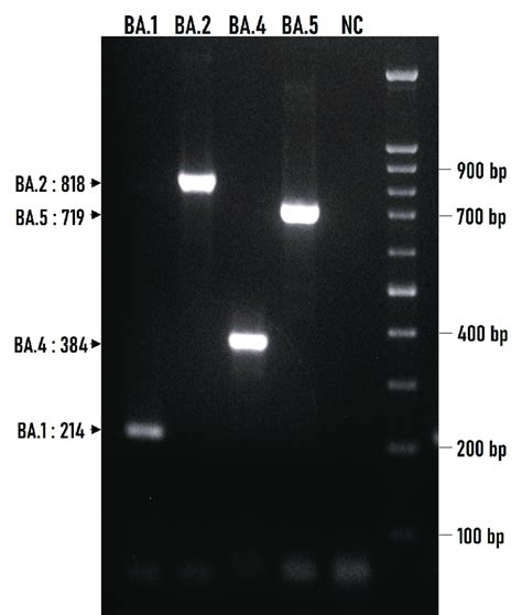 Agarose Gel Electrophoresis 15 Wv Of Arms Multiplex Pcr Products