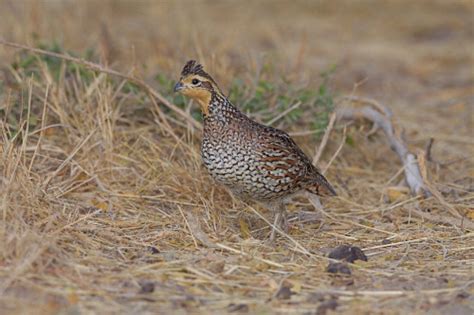 Upland Game Birds | Lonesome Coyote Ranch