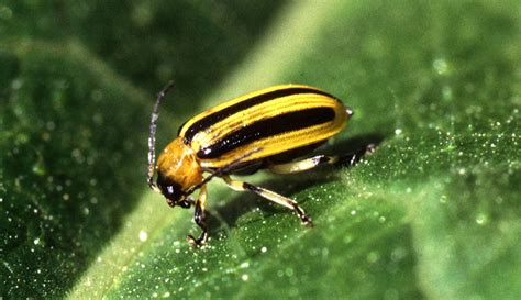 The Striped Cucumber Beetle & Its Craving For Your Cucurbits - Hobby Farms