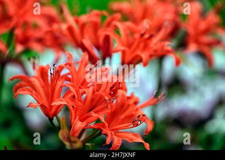 nerine sarniensis, Guernsey lily, Jersey lily, tender, flowering, bulb ...