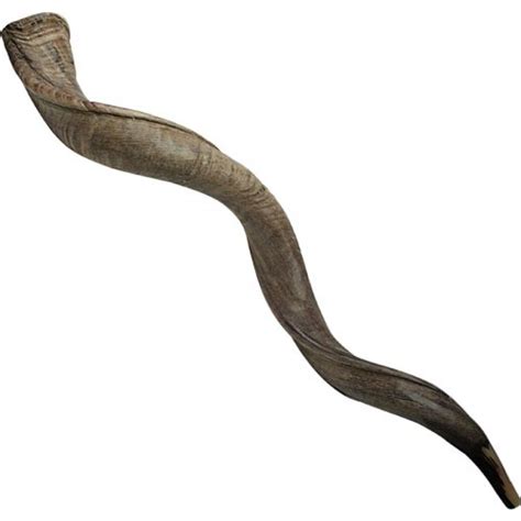 Natural Yemenite Shofars - Judaica Mall