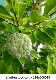 Selective Focus Buah Sarikaya Custard Apple Stock Photo 2104177334