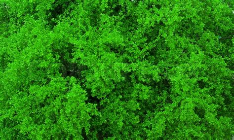 Vibrant green tree leaves texture | Stock image | Colourbox