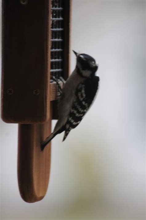 Downy Woodpecker Downy Woodpecker Outdoor Decor Downy