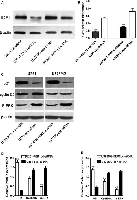 The Lncrna Fer1l4 Regulates Target Gene Expression Through E2f1 A And