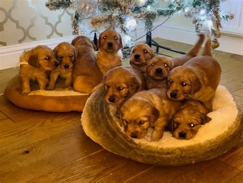 Puppy Yoga: Golden Retrievers 11:15AM | Puppy Yoga Edinburgh