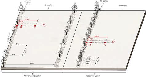 Diagram of the design of the alley cropping and hedgerow agroforestry ...