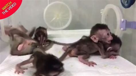 China Grows Monstrous Monkey Clones With Edited Genes To Carry