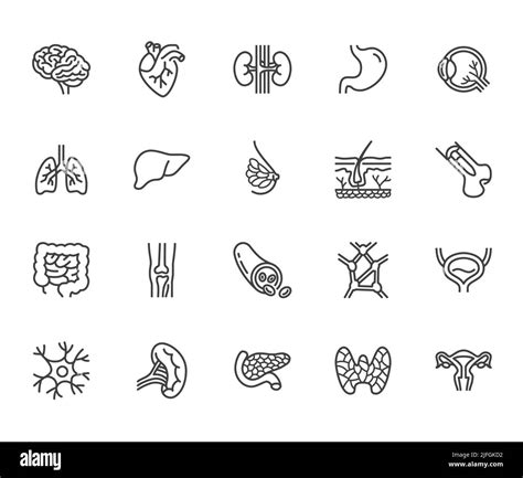 Organs Anatomy Flat Line Icons Set Human Bones Stomach Brain Heart