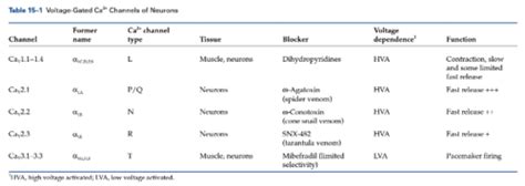 1.11 Calcium Channels Flashcards | Quizlet