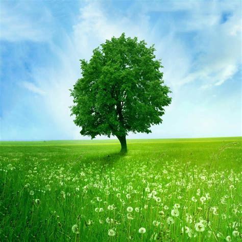 Green Nature Live Wallpaper APK for Android Download