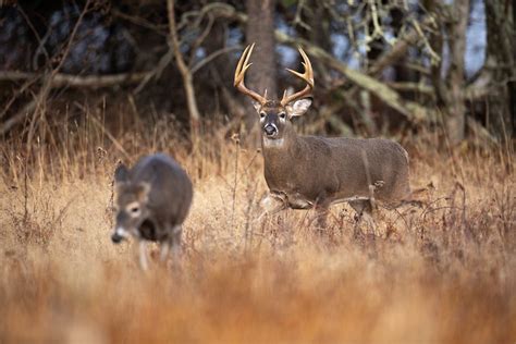 White Tailed Doe And Buck During Rut Shenandoah Np Flickr