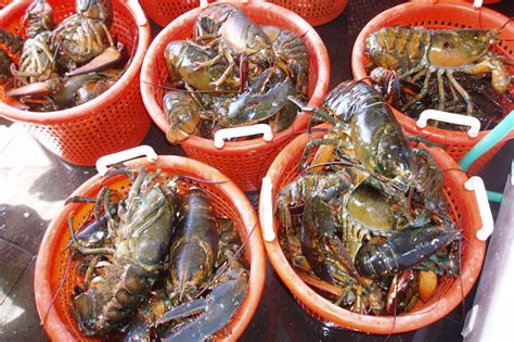 American Lobster, Sea Scallop Habitat Could Shift Off the Northeast ...