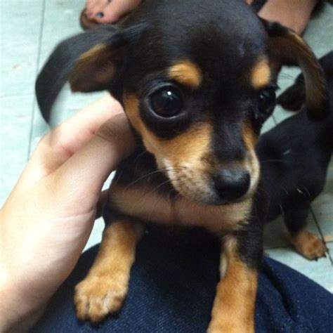 This Adorable Thing Is A Chiweenie A Dachshund And Chihuahua Mix