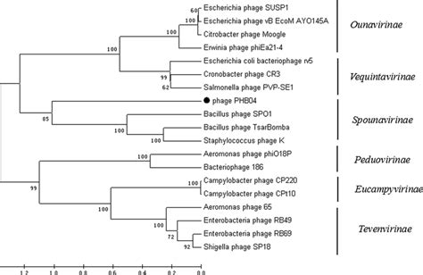 Phylogenetic Tree Analysis Of The Phage Encoded Large Terminase Subunit