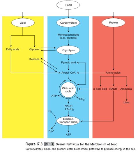 Protein Metabolism