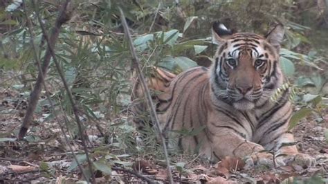 Why an elephant might help you spot a tiger in India - BBC Travel