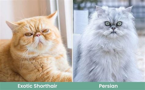 Exotic Shorthair Cat Vs Persian Cat Main Differences With Pictures