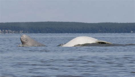 Research shows diet shift of beluga whales in Alaska inlet | AP News