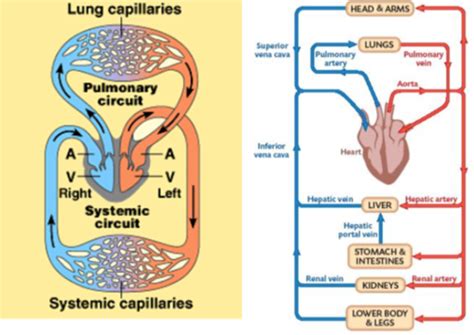 Single and double circulatory system