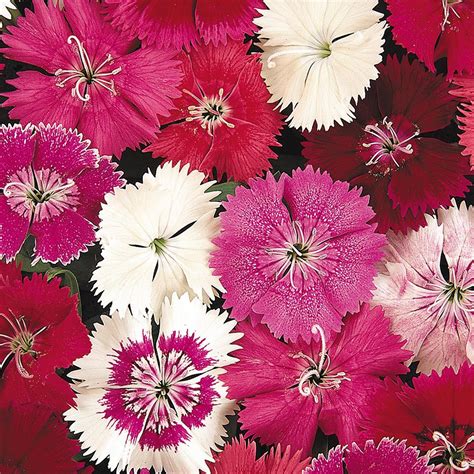 Pack X Dianthus Mixed Pinks Perennial Garden Plug Plants Amazon Co