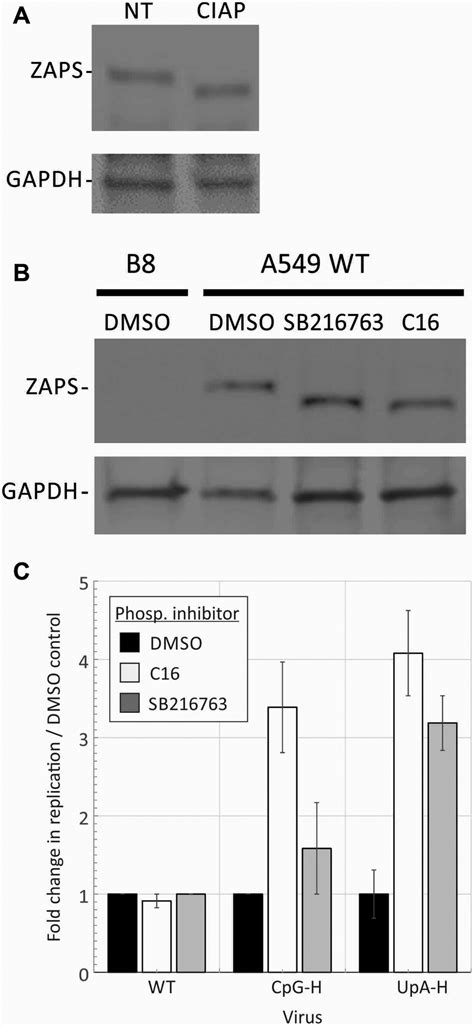 Phosphorylation Of Zap And Effects On E7 Replication A A549 Cells