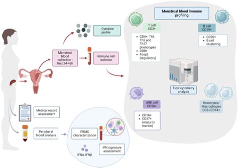 Frontiers Endometrial Immune Profiling As A New Tool For