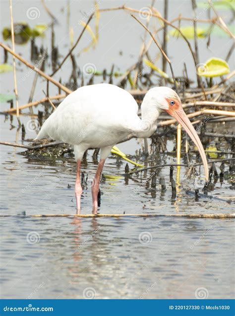 White Ibis Standing In Water Stock Photo Image Of Bird Wildlife