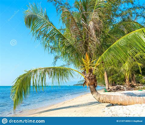 Paisaje Marino Con Palmeras Tropicales En La Hermosa Playa De Arena En