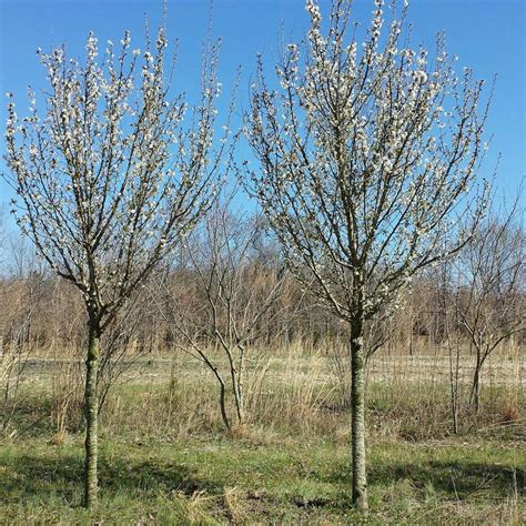 Prunus Serrulata Snow Goose Flowering Cherry From Jericho Farms