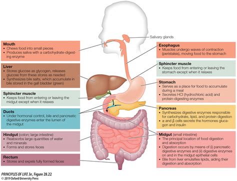 Organismal Biology Digestion