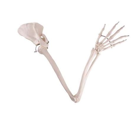 Arm Skeleton With Scapula A I Surgical Innovative Surgical Supplies