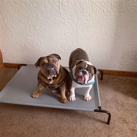 Testing the weight limit of their new cot : r/Bulldogs
