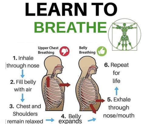 Learn To Breath Better Belly Breathing Learning Biohacking