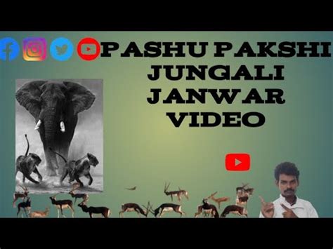 all pashu pakshi video - YouTube