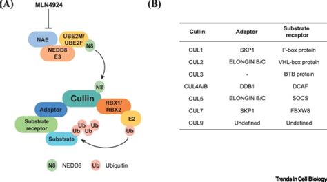 A Destiny For Degradation Interplay Between Cullin Ring E Ligases And