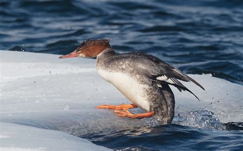 Grand Harle Common Merganser Mergus Merganser Femelle Flickr