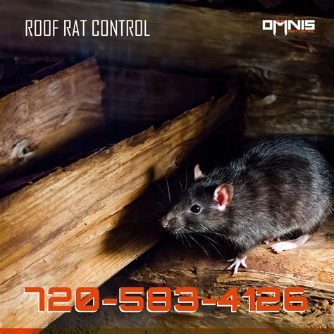 Roof Rat Control - OMNIS Pest Control