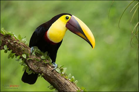 Hintergrundbilder Natur Vögel Gelb Tukan Groß Regenwald Costa